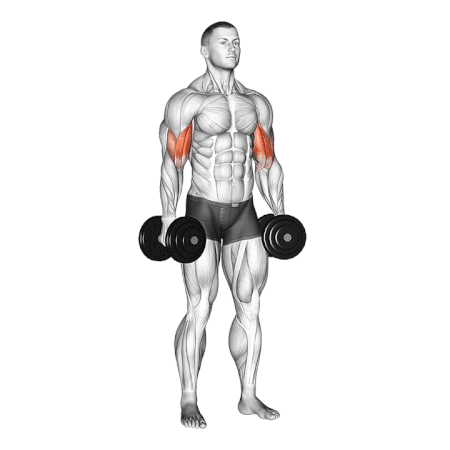 20 Minute Dynamic Back and Bicep Workout with Dumbbells – Fit Mortals