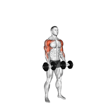 20 Minute Dynamic Back and Bicep Workout with Dumbbells – Fit Mortals